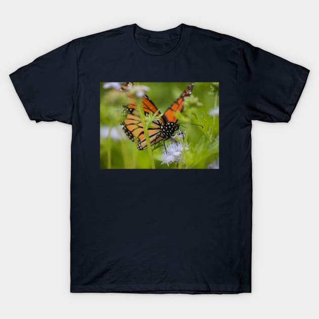 Butterfly Whisperer T-Shirt by Jacquelie